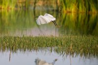 225 - EGRET IN FLIGHT - JULIAN NEGREDO - spain <div